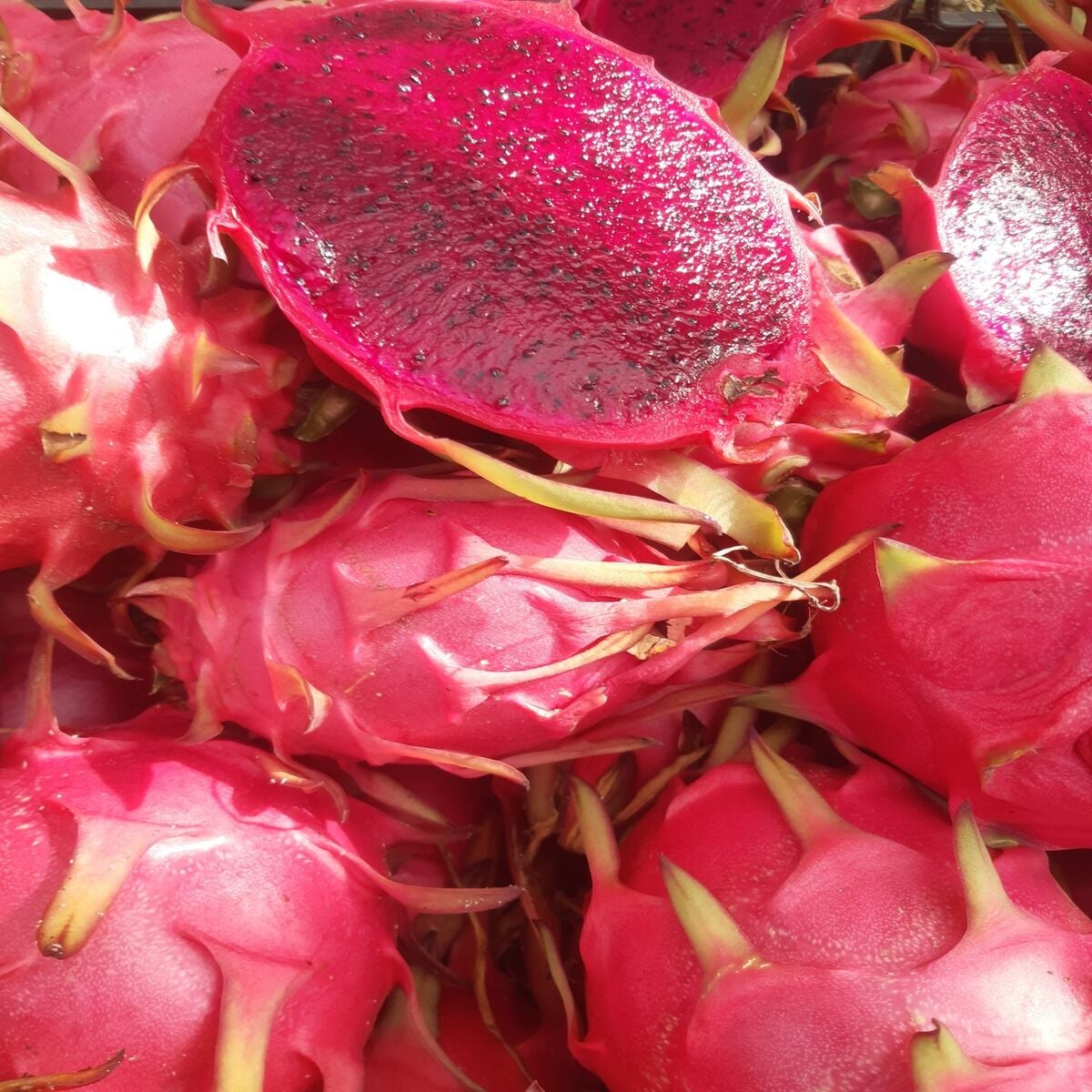 Ejder Meyvesi 1 kg 100 Gr ve Üzeri
