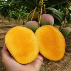 Mango 1 Kg Büyük Boy
