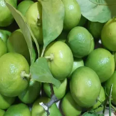 Lime Limon 3 Kg