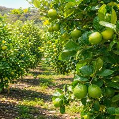 Lime Limon 3 Kg