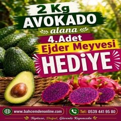 2 Kg Avokado Alana 4 Adet Ejder Meyvesi HEDİYE