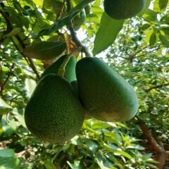 Clifton Avokado 3 Kg Büyük Boy