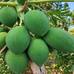 Yerli Papaya 1 Adet