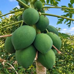 Yerli Papaya 1 Adet