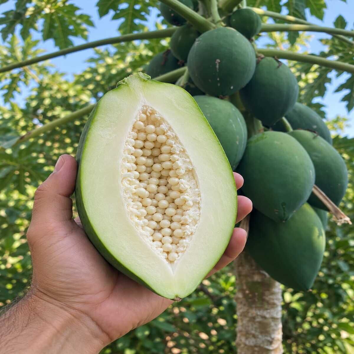 Yerli Papaya 1 Adet